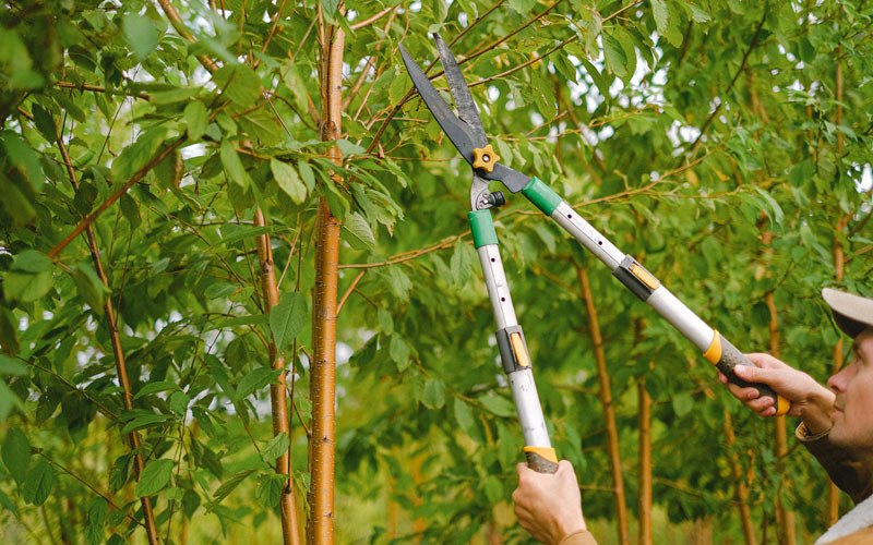 Tree trimming in Kahlotus, WA